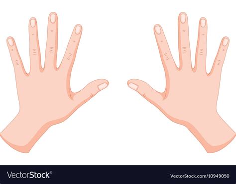 Human hands left and right Royalty Free Vector Image