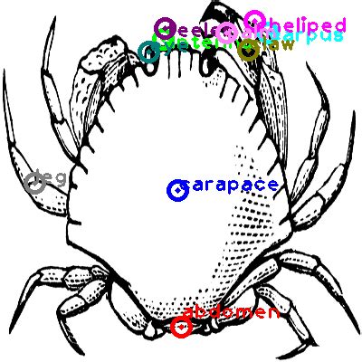 crab - One Shot Part Labeling