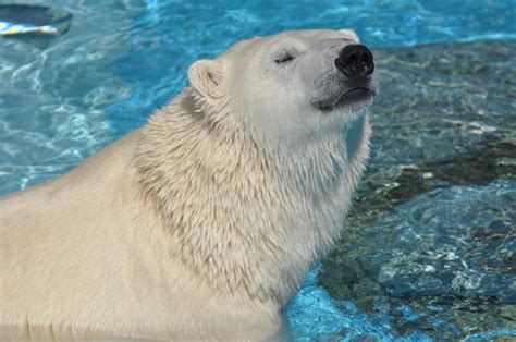 Polar Bear Ursus Maritimus Zoochat