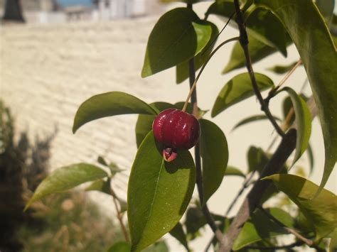 Etapas De Maduraci N En Un Angapir O Pitanga Eugenia Uniflora