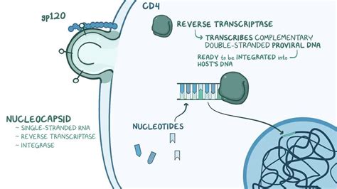 Video: Nucleoside reverse transcriptase inhibitors (NRTIs)