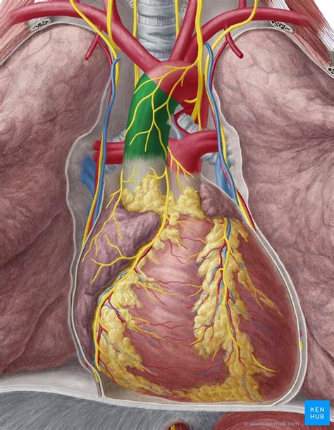 Atherosclerosis Abdominal Aorta Treatment