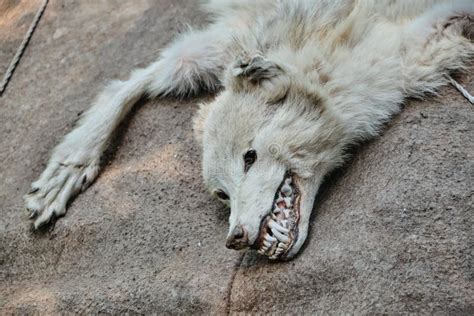 Dead White Wolf Skin With Head And Paws Toothy Predator Close Up Stock