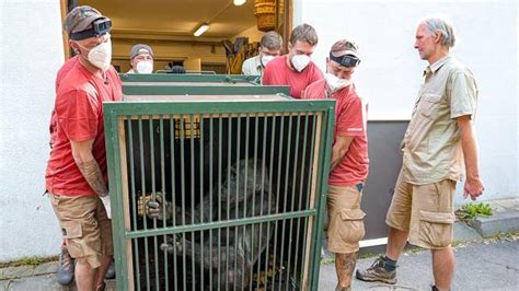 SEE: Gorillas have moved to a new pavilion at the Prague Zoo – europe ...