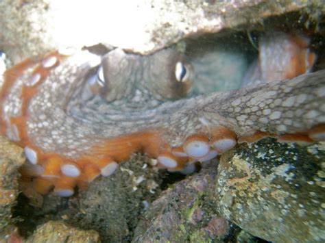 Gloomy Octopus Octopus Tetricus Common Sydney Octopus In Sydney ...