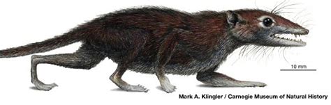 Juramaia Sinensis Espécie Muda A Visão Da Evolução Dos Mamíferos