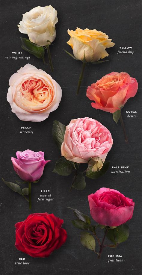 The Meaning Behind Each Rose Types Of Flowers Different Types Of