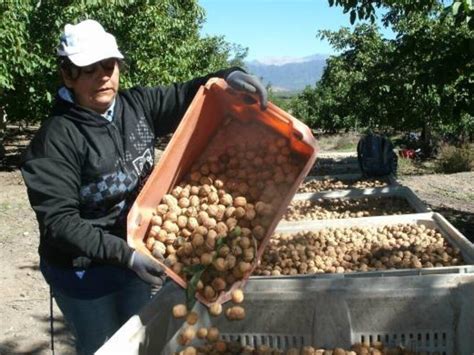 Mejor momento para podar nogales en España consejos y recomendaciones