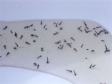 Mosquitoes Likely To Thrive In Wetter Warmer Arctic