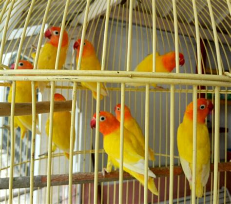 Harga Burung Love Bird Newstempo