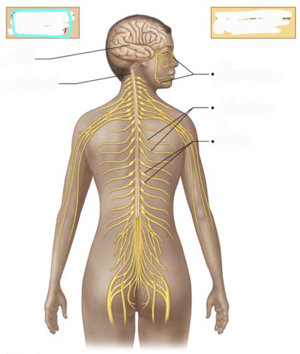 Divisions Of The Nervous System Cns And Pns Schematic Levels Of