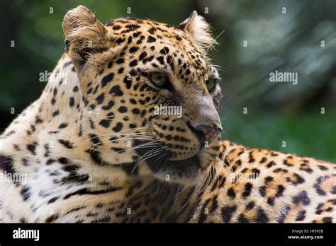 Indian Leopard Panthera Pardus Fusca Stock Photo Alamy