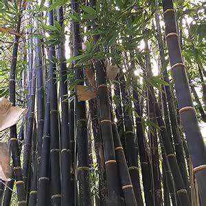 Amazon Rare Bamboo Seeds For Planting 500 Black Bamboo Seeds