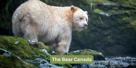 Exploring Enigmatic The Bear Canada: A Canada Wildlife Guide