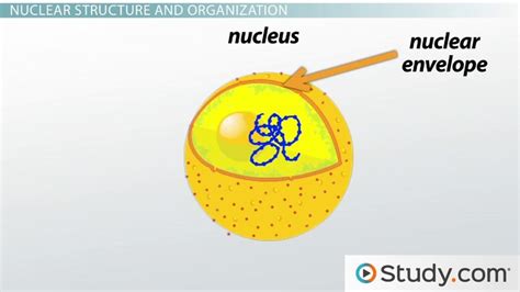 Nucleus vs. Nucleolus | Function, Structure & Anatomy - Lesson | Study.com