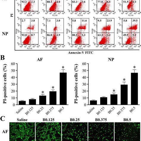 Bupivacaine Induces Necrotic Cell Death In Ivd Cells A Download