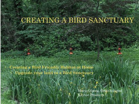 Creating A Bird Sanctuary