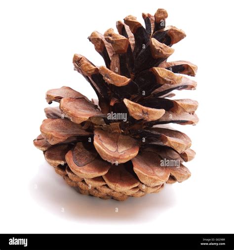 Old Dry Pinecone Isolated On The White Background Stock Photo Alamy