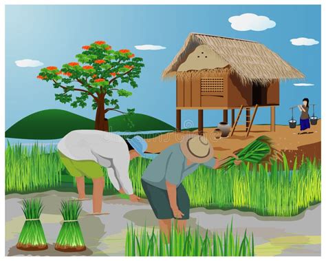 Farmer work in paddy field stock vector. Illustration of plant - 128663939