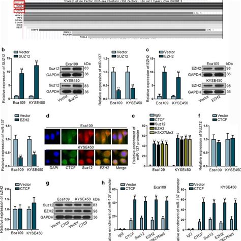 CTCF Induces DNA Methylation Of MiR 137 Via Recruiting PRC2 Complex A