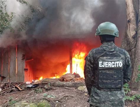 Erradican mas de 146 mil arbustos de coca en Iriona Colón