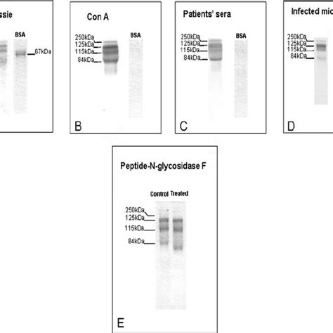 Sds Page And Western Blot Analysis Of Deae Peak Material G