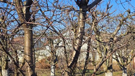 Cu ce stropim pomii fructiferi în luna ianuarie ca să i ferim de boli