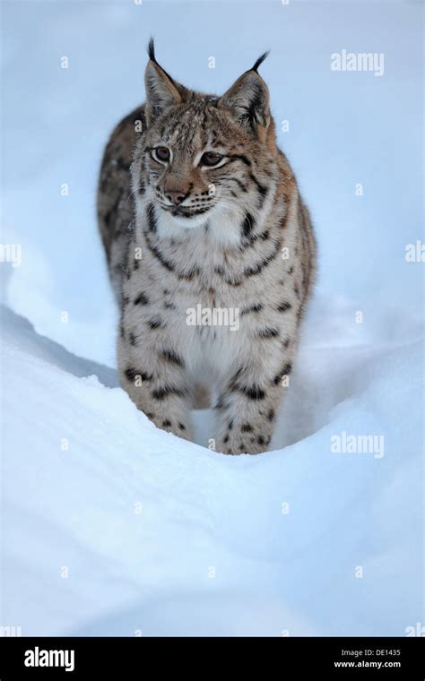 Eurasian Lynx Lynx Lynx Cub Running Through Deep Snow Compound