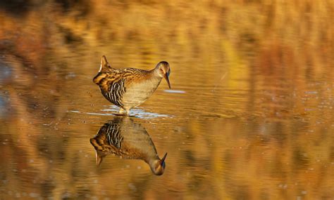 Râle d eau Rallus aquaticus Philippe ROUX Flickr