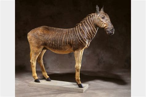 The Sixth Extinction • This male quagga was captured and brought to...