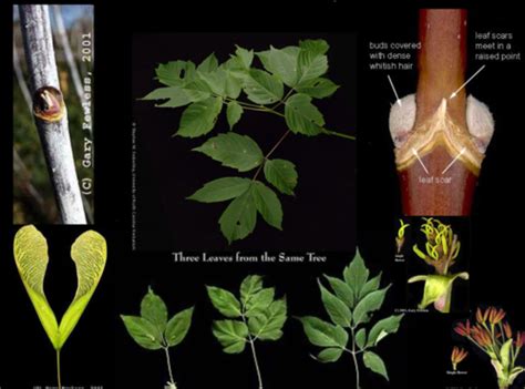 Botany Dendrology Field Quiz Species Flashcards Quizlet