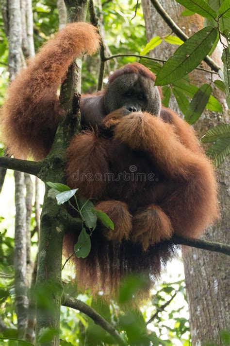 Endangered Sumatran Lar Gibbon Hylobates Lar Vestitus In Gunung Leuser