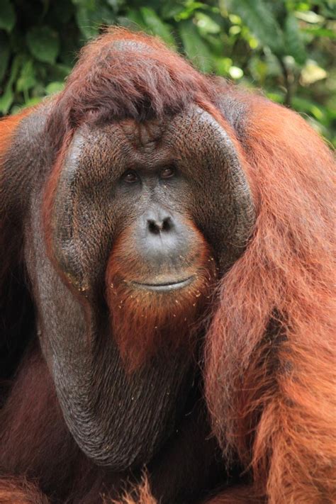 Orangutan Females Prefer Dominant Cheek Padded Males