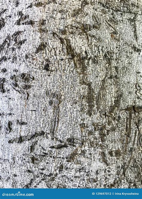 Roots and Trunk of Tropical Tree Stock Photo - Image of brown, outdoors