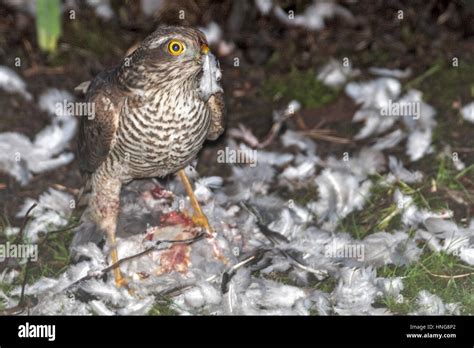 Female Eurasian Sparrowhawk Accipiter Nisus Aka Northern Sparrowhawk