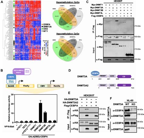 Cebpa Physically Interacts With Dnmt3a A Heatmap And Venn Diagram Download Scientific