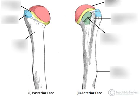 Proximal Humerus Diagram | Quizlet