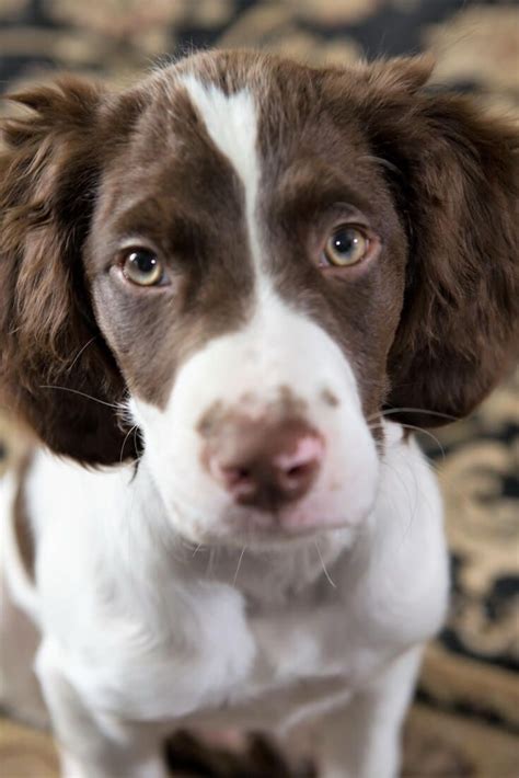 What Dog Food Is Best For A Brittany Puppy Brittanyspaniel Dogfood