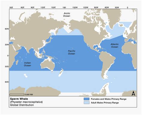 Sperm Whale Distribution Map, HD Png Download - kindpng