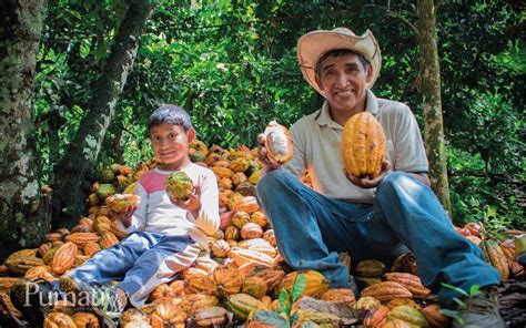 Post Cosecha Cacao Pumatiy Pumatiy