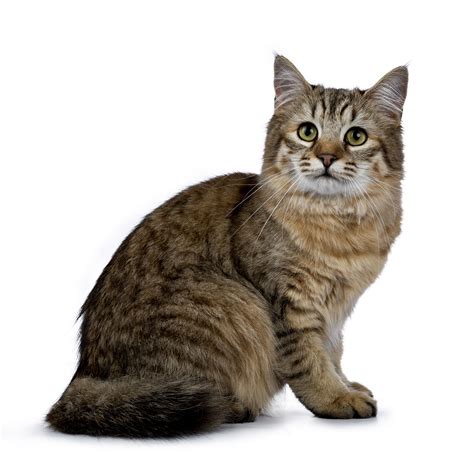 7 Hybrid Cats Breeds