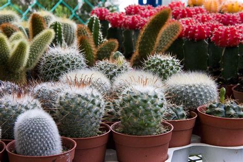 Como Cuidar De Mini Cactos E Seus Tipos Mundo Naturarte