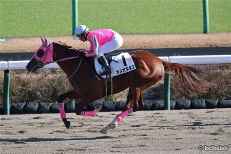 オメガギネス Omega Guiness 競走馬データベース 競馬ラボ