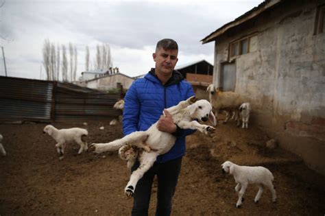 Kahramanmara L Depremzede Besicilere Verilen Koyunlar N Ilk Kuzular