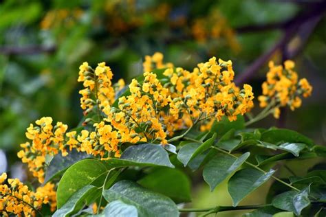 Burmese Rosewood or Angsana Flowers Blooming in Summer Stock Image ...