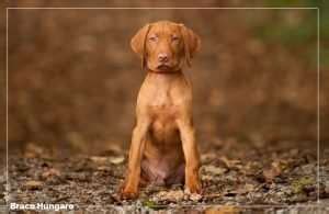 Braco Húngaro o Vizsla Conoce esta raza única FeelCats