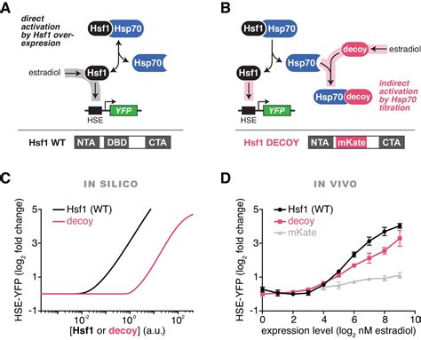 Dynamic Control Of Hsf During Heat Shock By A Chaperone Switch And