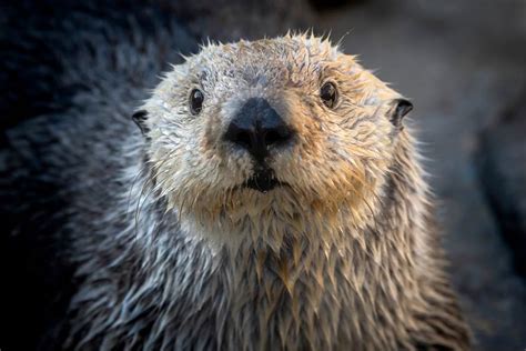 Sea Otter | Live cam | Monterey Bay Aquarium