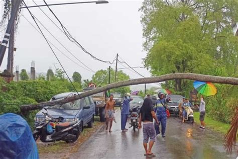 Mobdin Tertimpa Pohon Kelapa Tumbang