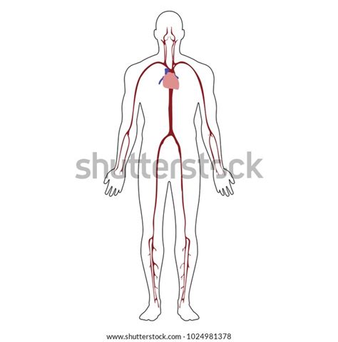 Anatomical Position Anterior View Male Body Stock Vector (Royalty Free ...